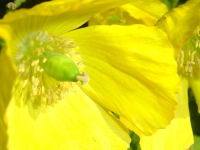 Flowers.jpg