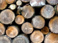 Logs.jpg
